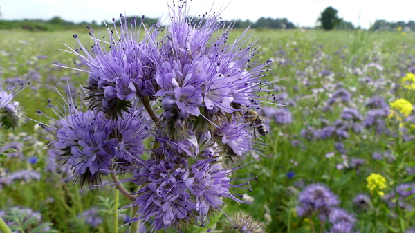 Phacelia 02
