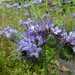 Phacelia 03