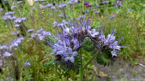 Phacelia 03