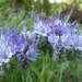 Phacelia 04