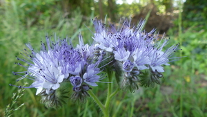 Phacelia 04
