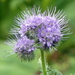 Phacelia 05