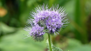 Phacelia 05