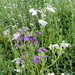 Tuinradijs 02