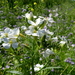 Tuinradijs 01