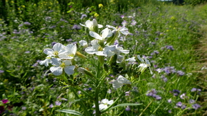 Tuinradijs 01