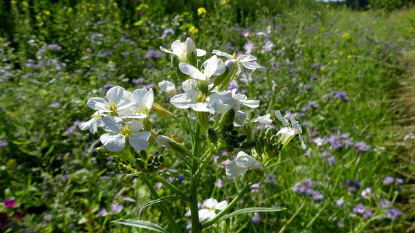 Tuinradijs 01