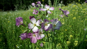 Tuinradijs 03