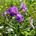 Tuinradijs 04
