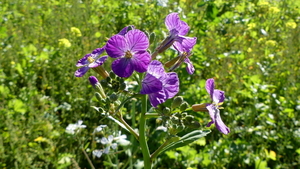 Tuinradijs 04