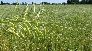 Tuinradijs 05