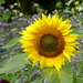 Zonnebloem 02