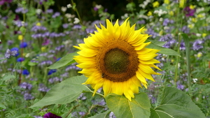 Zonnebloem 02