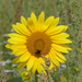 Zonnebloem 01