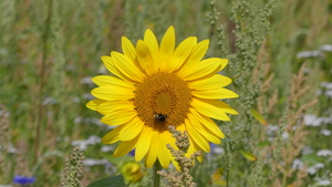 Zonnebloem 01