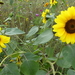 Zonnebloem 03