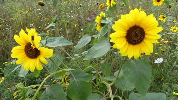 Zonnebloem 03