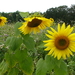 Zonnebloem 04