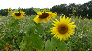 Zonnebloem 04