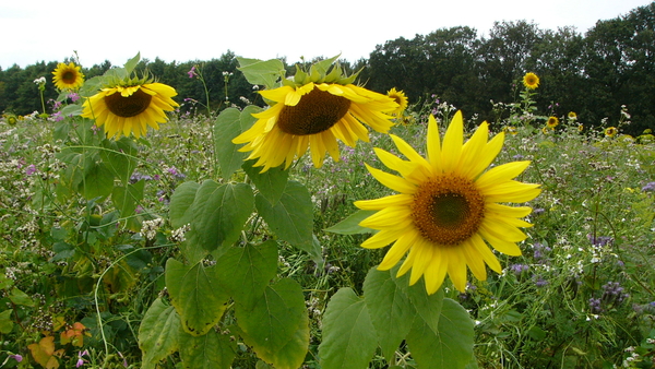Zonnebloem 04