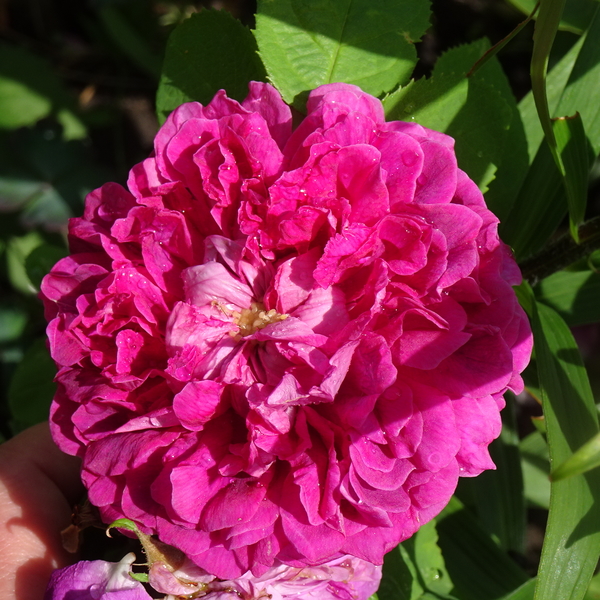 DSC09065Rose Du Roi à Fleurs Pourpres