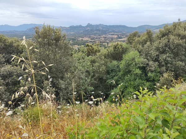 intersoc sardini reisduiveltje italie cultuurvakantie