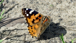 Distelvlinder 03