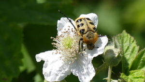 Penseelkever 03