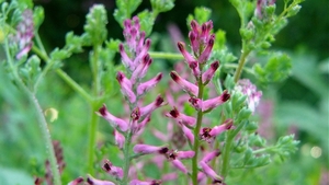Duivenkervel 01