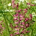 Duivenkervel 02