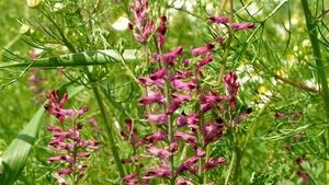 Duivenkervel 02