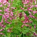 Duivenkervel 03