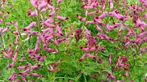 Duivenkervel 03