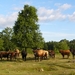 Mol - Ronde Put 02