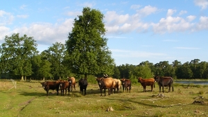 Mol - Ronde Put 02