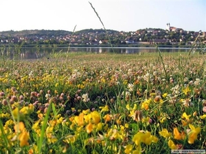 Balaton 29   Tihany (Small)