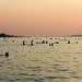 Balaton 31 (Small)