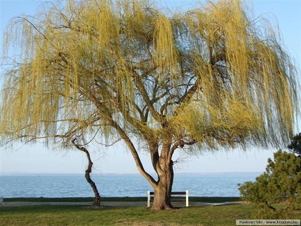 Balaton 38 (Small)