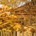 tapety-na-pulpit-jesien-228_1695723320
