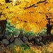 tapety-na-pulpit-jesien-242_660743639