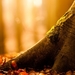 tapety-na-pulpit-jesien-324_389053282
