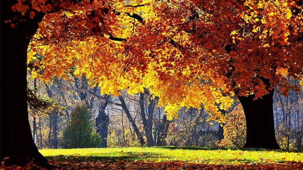 hd-herfst-achtergrond-met-dikke-bomen-met-herfstbladeren-herfst-w