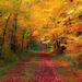 hd-herfst-achtergrond-met-een-pad-tussen-de-bomen-door-met-veel-r