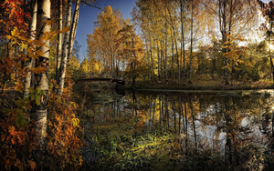 hd-herfst-landschap-achtergrond-met-veel-bomen-en-veel-vallende-b