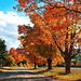 hd-herfst-wallpaper-met-bomen-met-herfstbladeren-achtergrond-herf