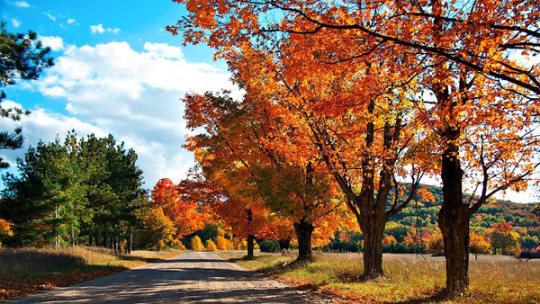 hd-herfst-wallpaper-met-bomen-met-herfstbladeren-achtergrond-herf