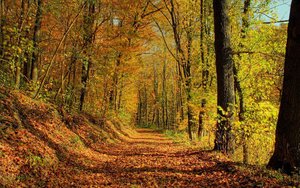 hd-herfst-wallpaper-met-een-pad-door-het-bos-tijdens-de-herfst-ac