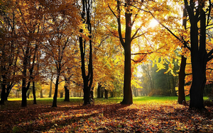 hd-herfst-wallpaper-met-een-park-tijdens-de-herfst-achtergrond-fo