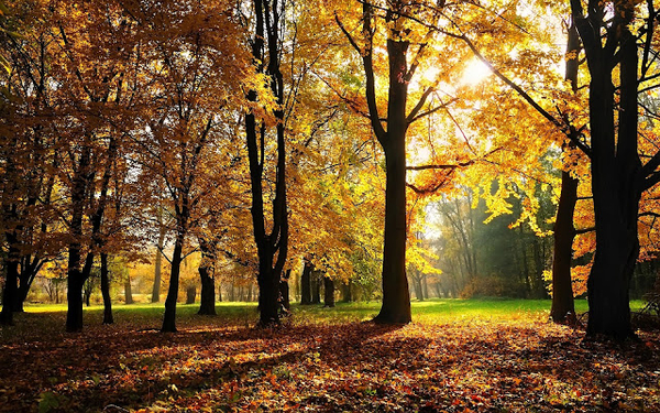 hd-herfst-wallpaper-met-een-park-tijdens-de-herfst-achtergrond-fo