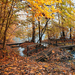 hd-herfst-wallpaper-met-herfst-in-het-bos-met-overal-herfstblader